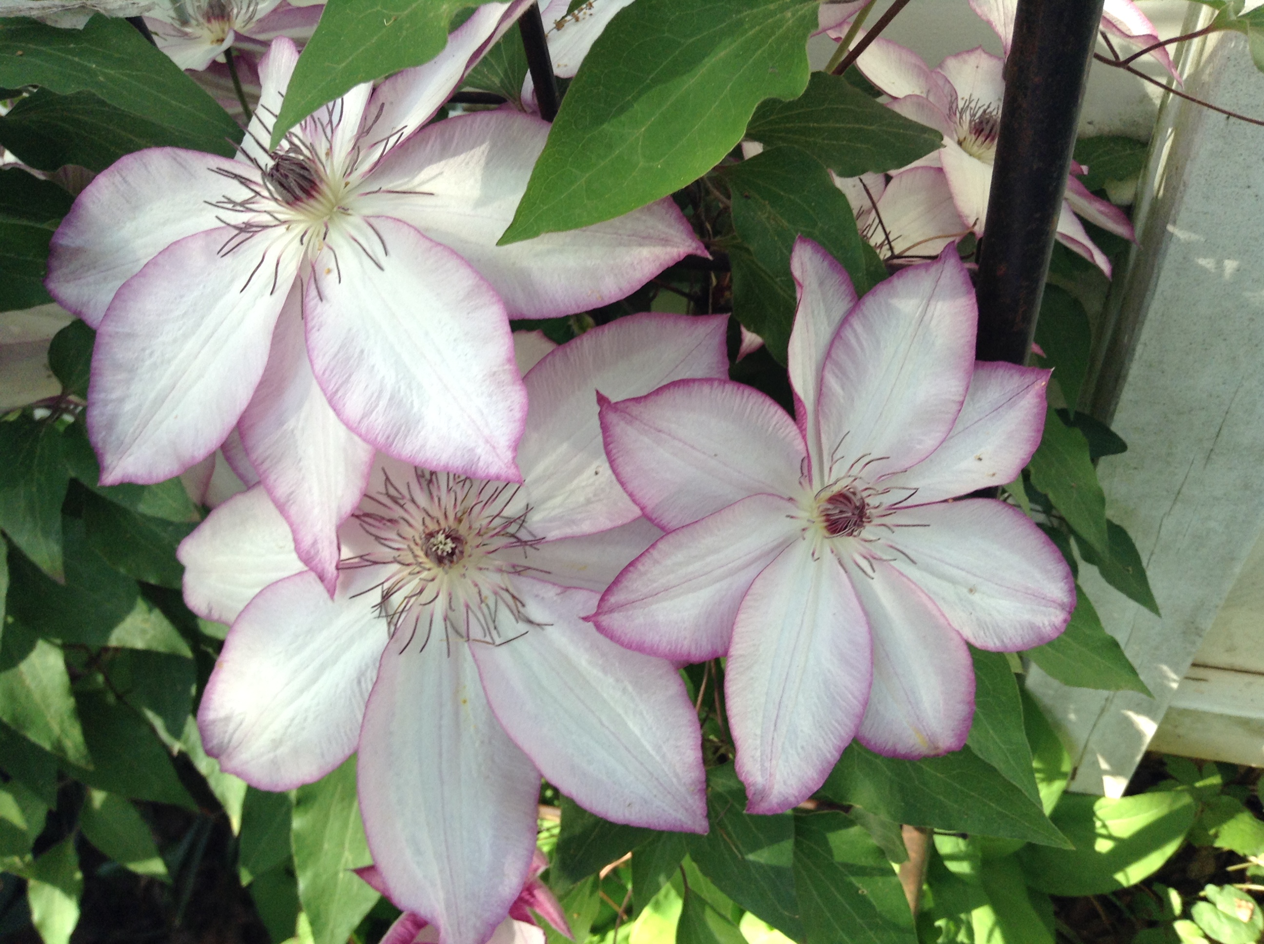 Clematis 'Omoshiro'